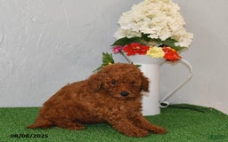 Bichpoo dogs for sale: Bichpoo 4 puppies - Image 12