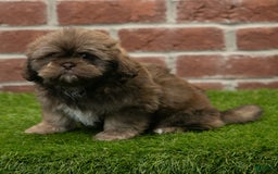 Shih Tzu dogs for sale: Katie - Image 6