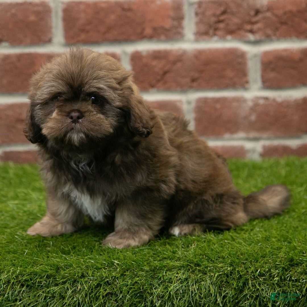 Shih Tzu dogs for sale: Katie - Image 6