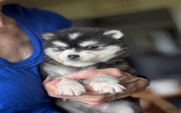 Alaskan Klee Kai dogs for sale: Kimmy - Image 2