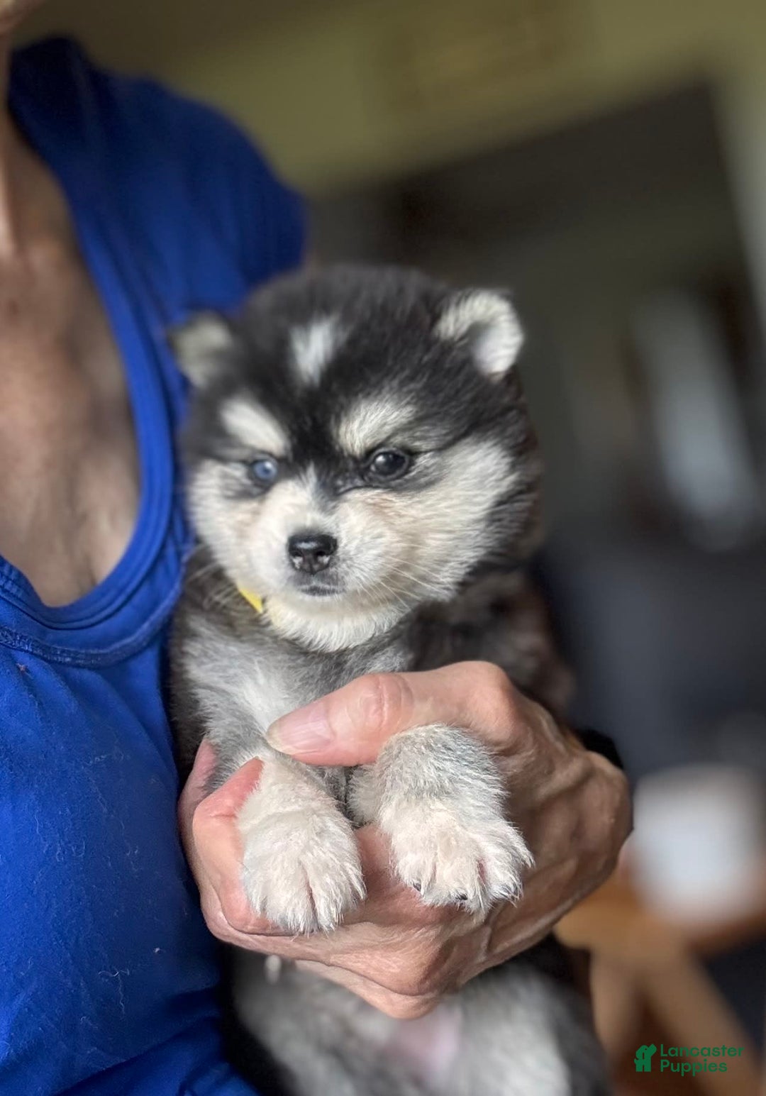 Alaskan Klee Kai dogs for sale: Kimmy - Image 2