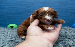 Cavapoo dogs for sale: Sean - Image 11