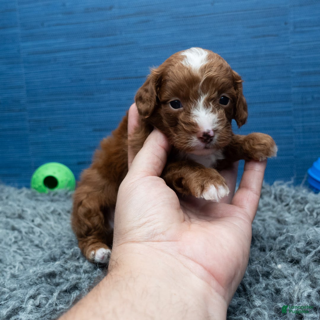 Cavapoo dogs for sale: Sean - Image 11