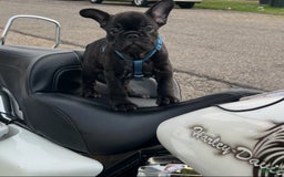 French Bulldog dogs for sale: Jack - Image 11