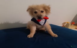 Pomeranian dogs for sale: Coconut - Image 7