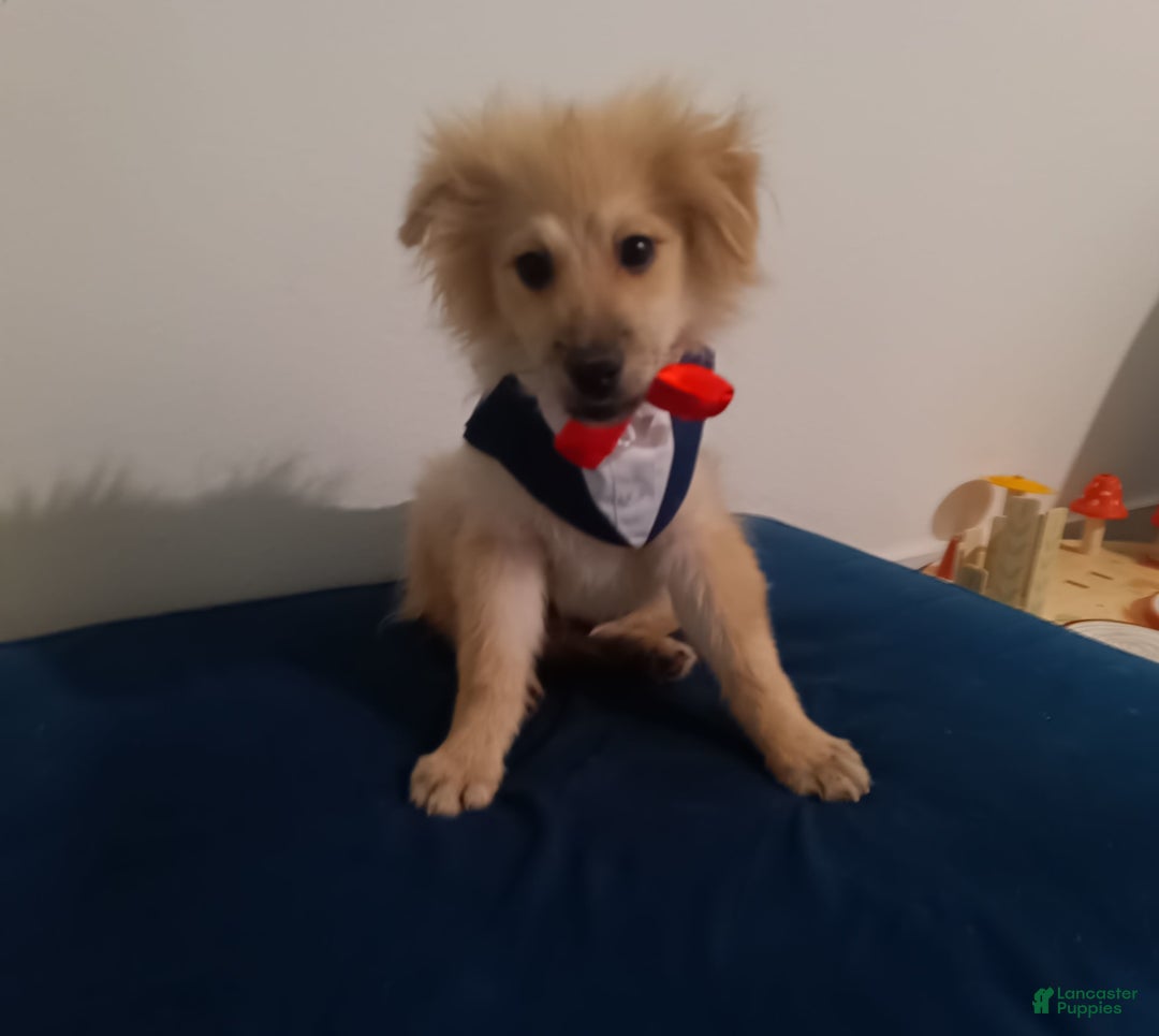 Pomeranian dogs for sale: Coconut - Image 7