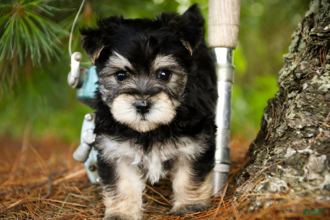 Morkie dogs for sale: Skipper - Image 7