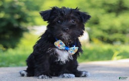 Morkie dogs for sale: Cooper - Image 3