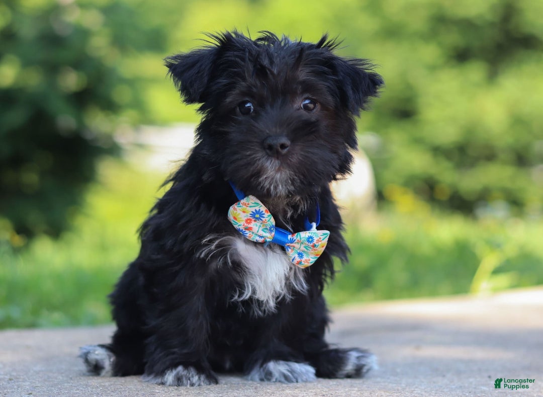 Morkie dogs for sale: Cooper - Image 3