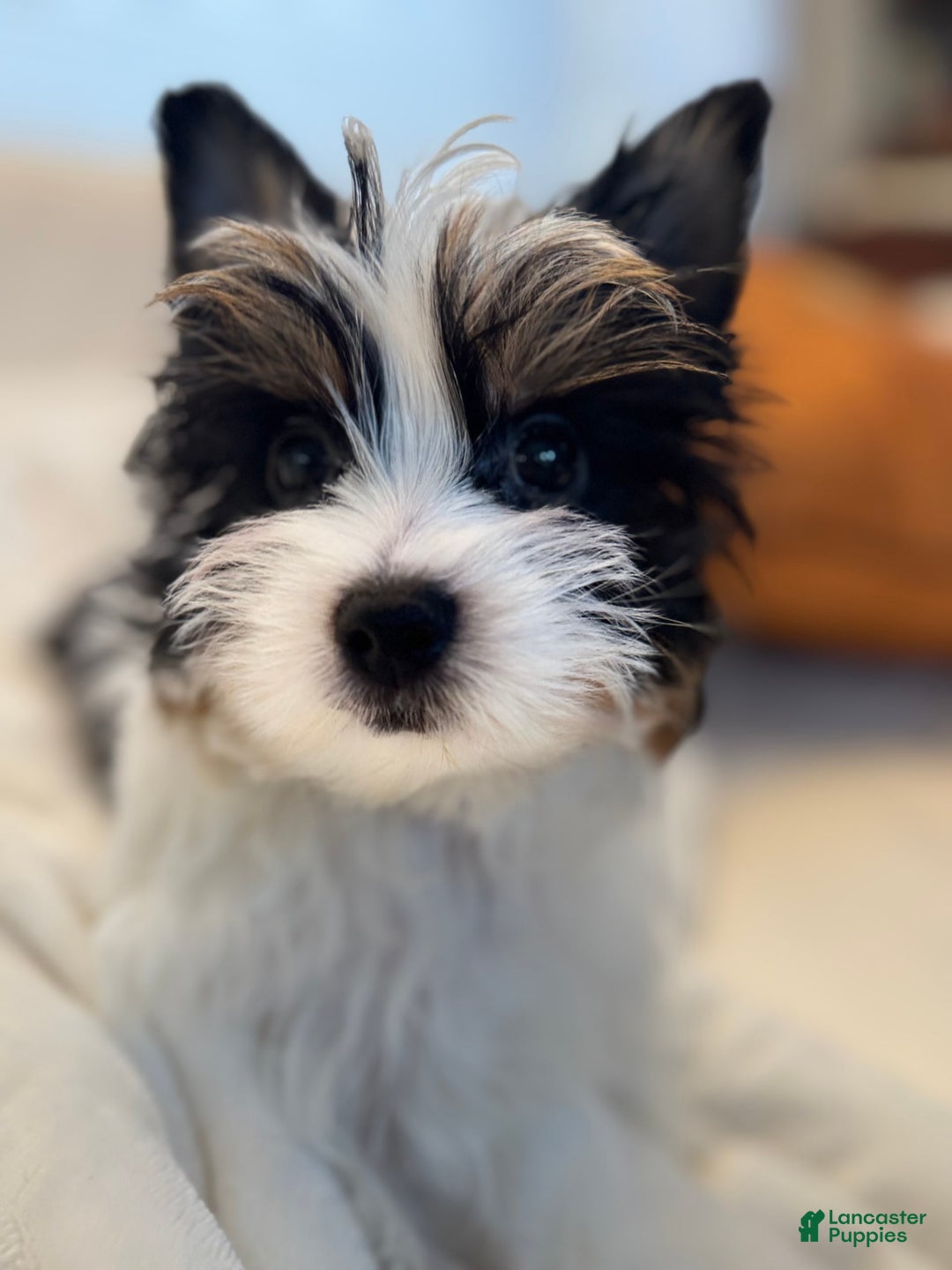 Yorkshire Terrier dogs for sale: Green - Image 5