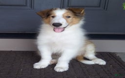 Collie dogs for sale: Bandit - Image 9
