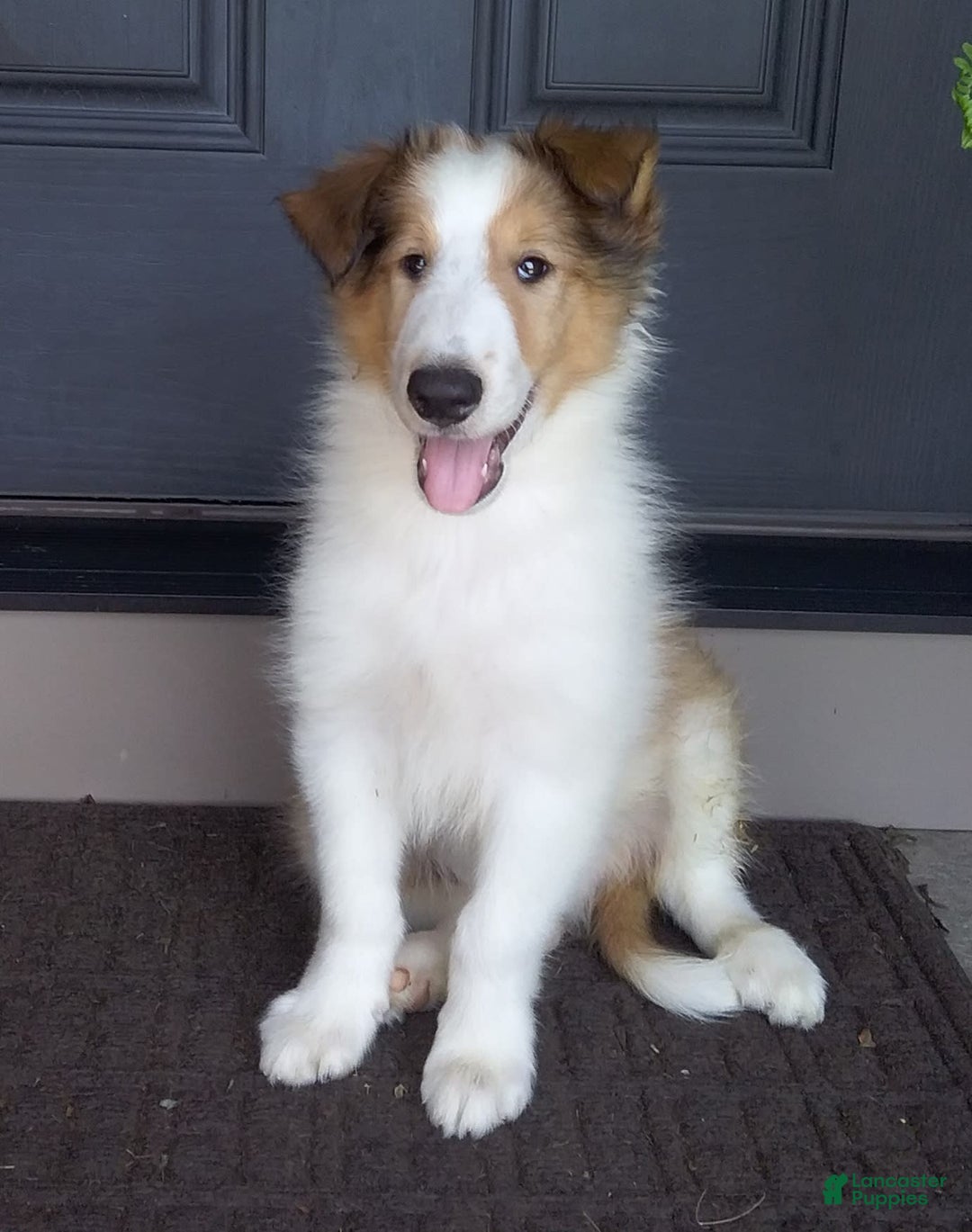 Collie dogs for sale: Bandit - Image 9