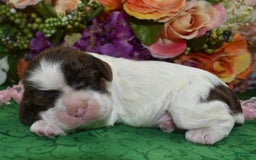 Cocker Spaniel dogs for sale: Biancachocolatetanparticockerpuppy - Image 5