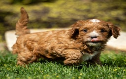 Cavapoo dogs for sale: Biscuit - Image 10