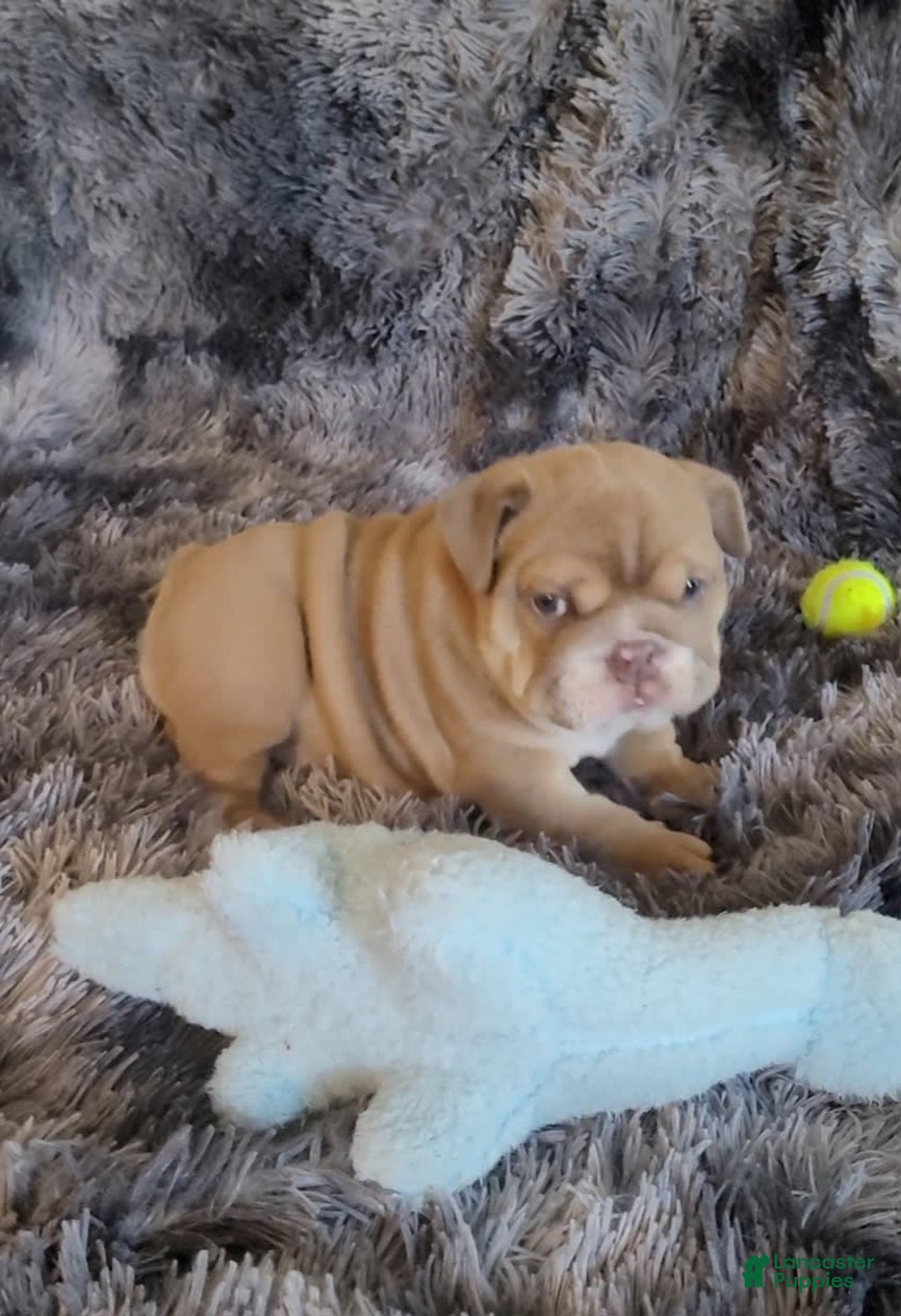 English Bulldog dogs for sale: Ozzy - Image 15