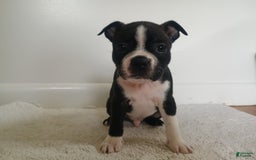 Boston Terrier dogs for sale: Jax - Image 2