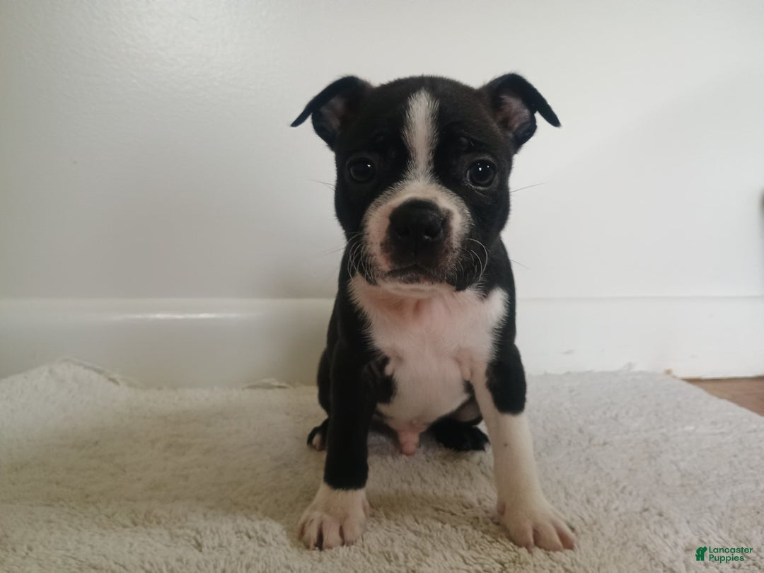 Boston Terrier dogs for sale: Jax - Image 2
