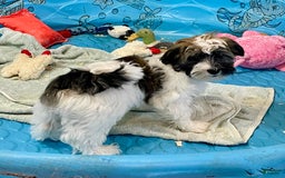 Havanese dogs for sale: Jesse - Image 13