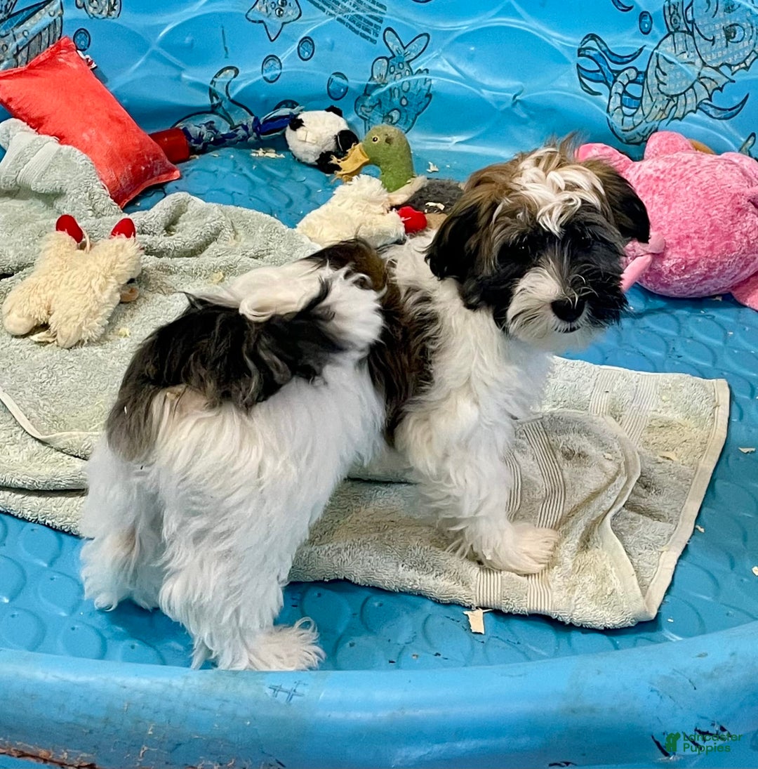 Havanese dogs for sale: Jesse - Image 13