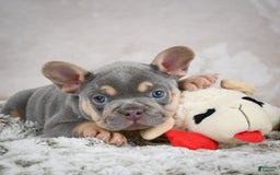 French Bulldog dogs for sale: Mason - Image 3