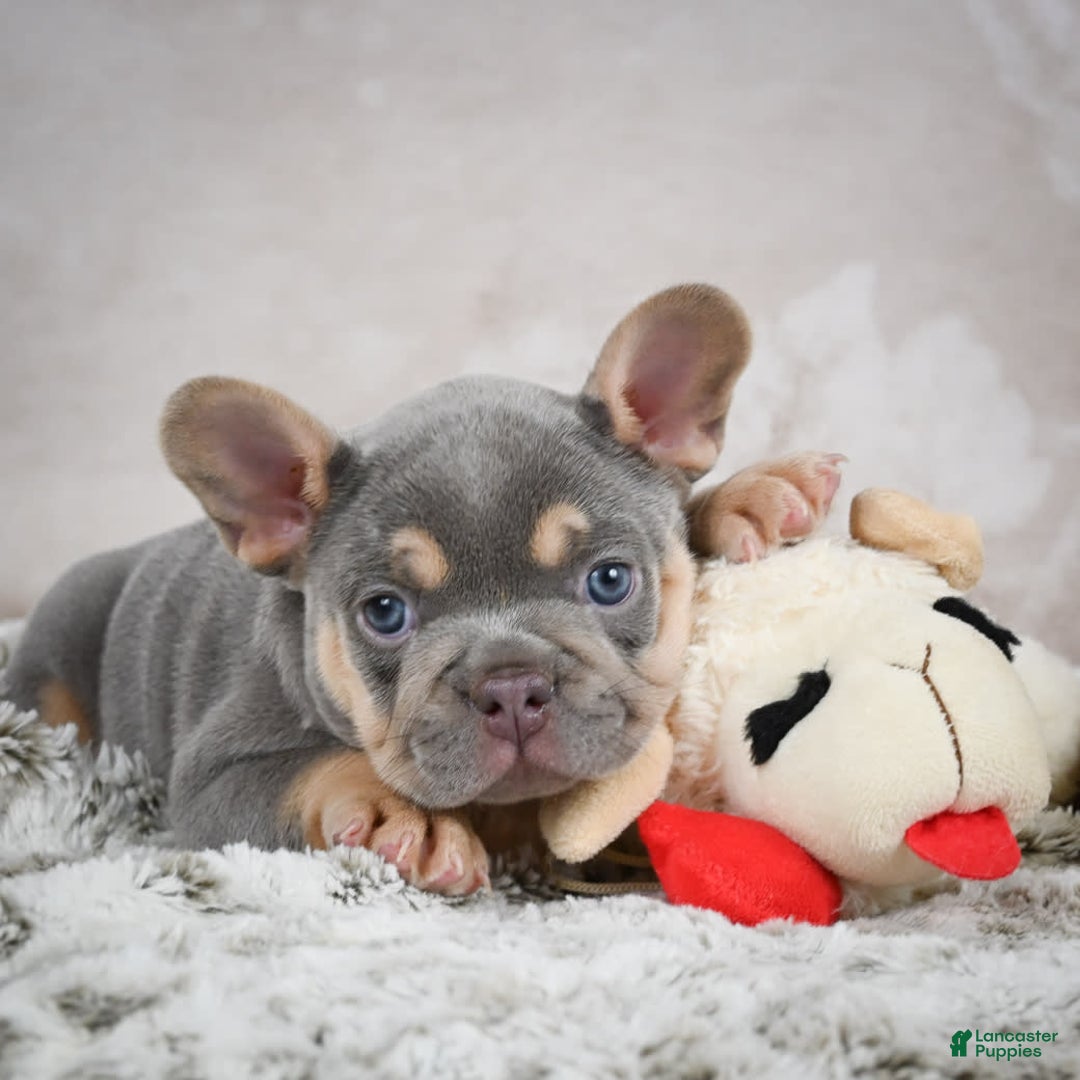 French Bulldog dogs for sale: Mason - Image 3