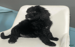Bernedoodle dogs for sale: Baby Kiara - Image 6