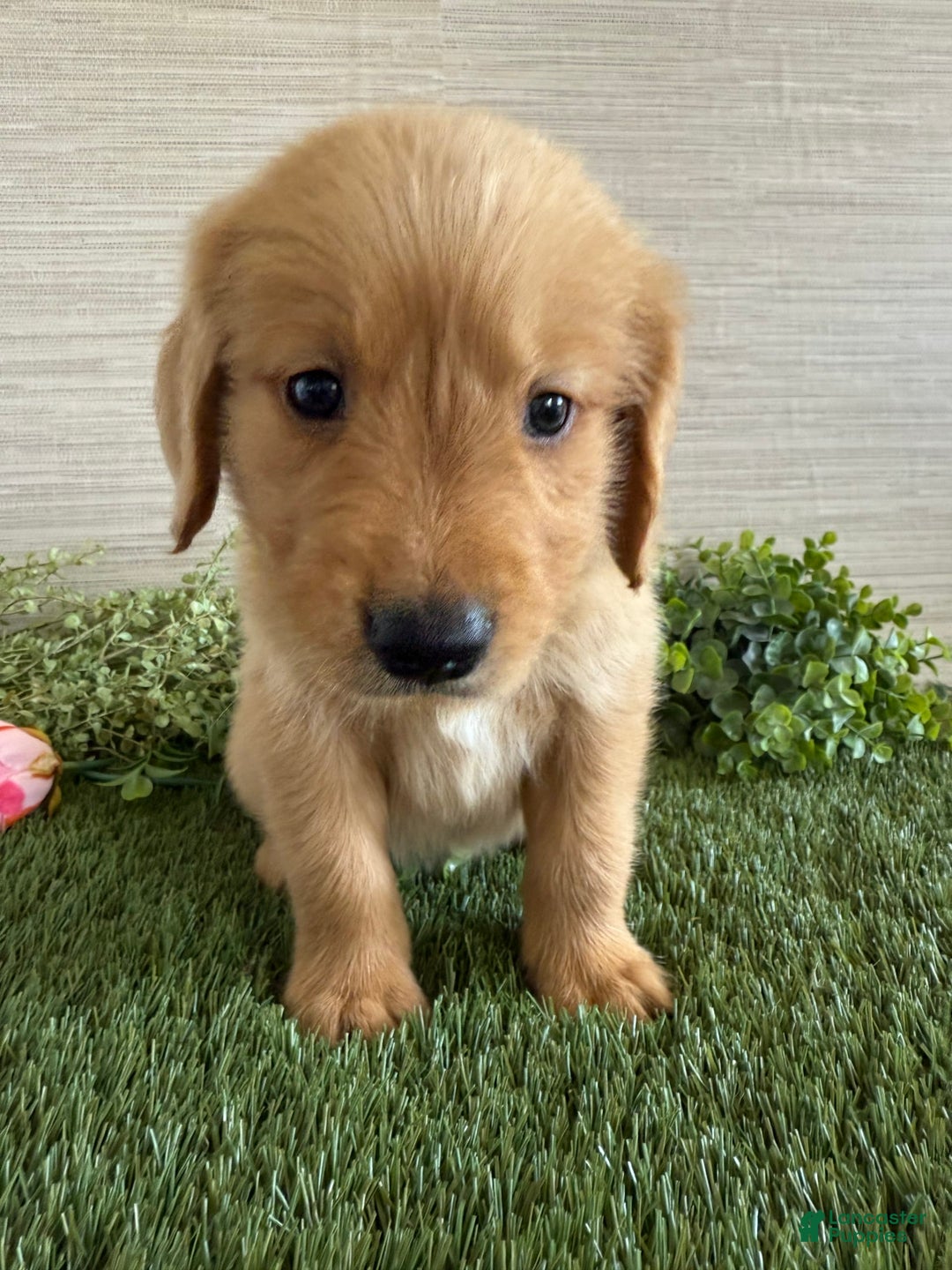 Golden Retriever dogs for sale: Luke - Image 12