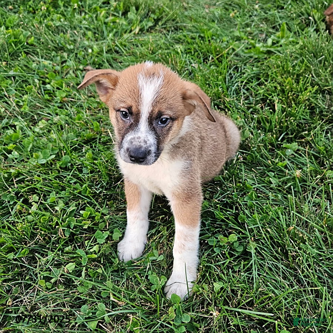 Border Collie dogs for sale: Willie - Image 3