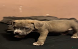American Bully dogs for sale: Dozer - Image 11