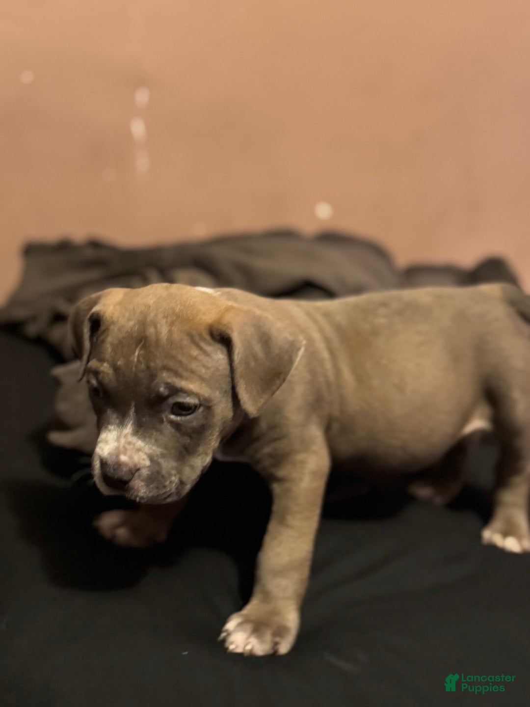 American Bully dogs for sale: Dozer - Image 11