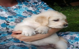 Golden Retriever dogs for sale: Poppy - Image 12