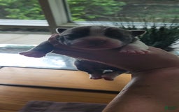 American Bully dogs for sale: Nova - Image 12