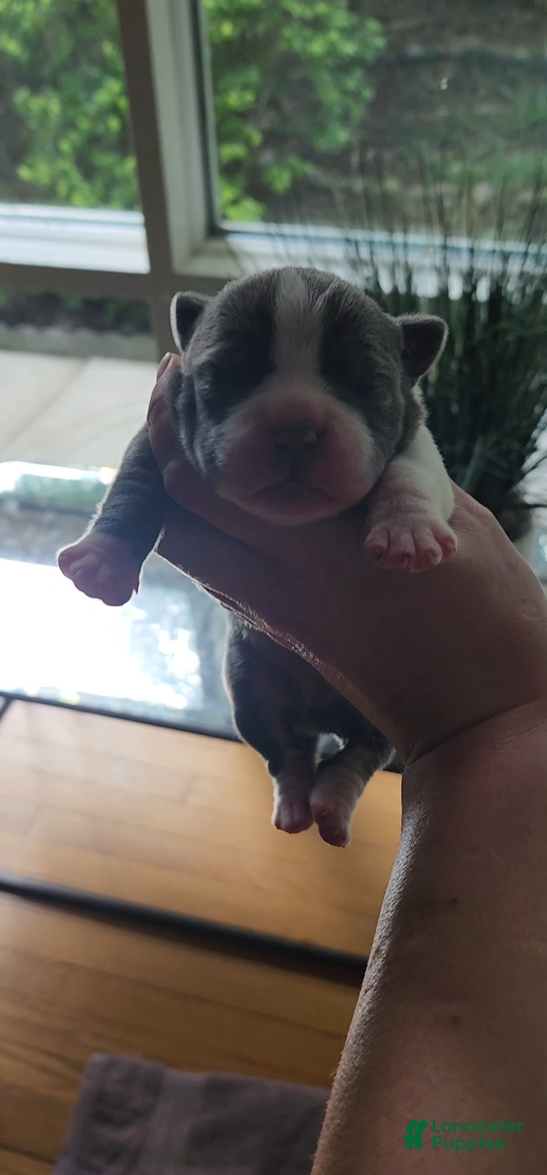 American Bully dogs for sale: Nova - Image 12