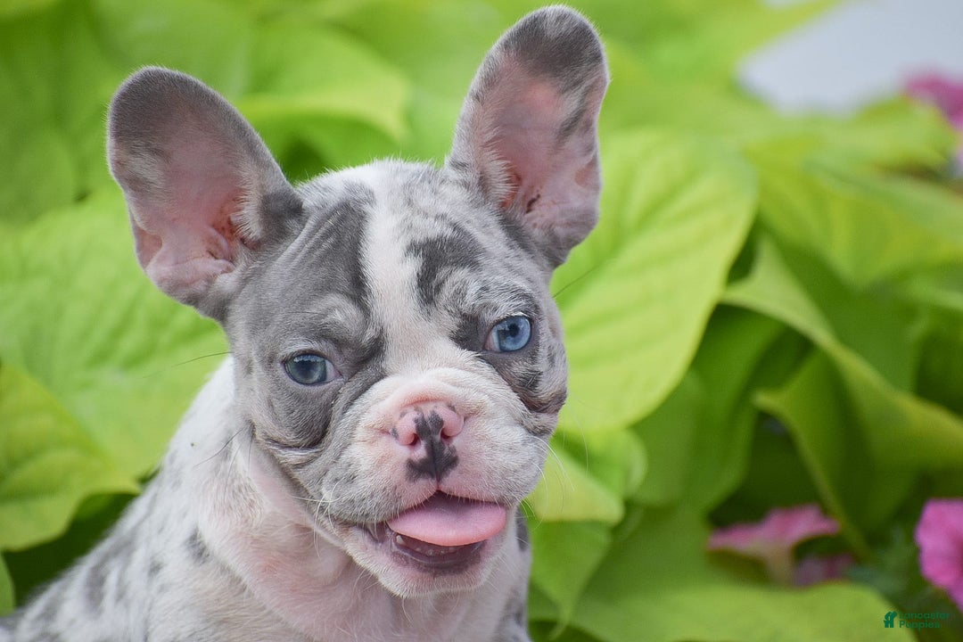 French Bulldog dogs for sale: Laura - Blue Eyed Merle!! - Image 6