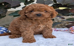 Cavapoo dogs for sale: Ginger - Image 29