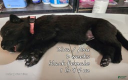 German Shepherd dogs for sale: Black Female Lt Pink - Image 1