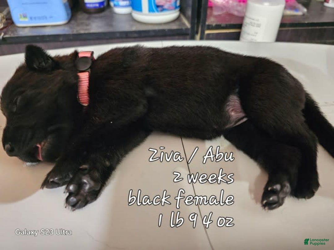 German Shepherd dogs for sale: Black Female Lt Pink - Image 1