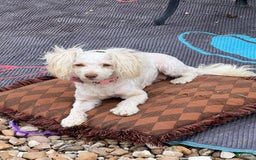 Maltipoo dogs for sale: Tommy - Image 13
