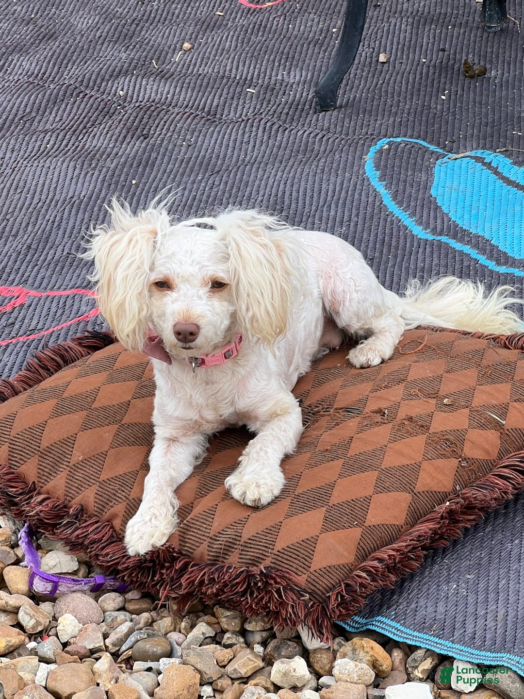 Maltipoo dogs for sale: Tommy - Image 13