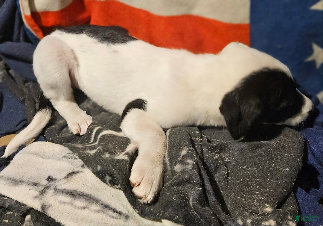 Border Collie dogs for sale: Hondo - Image 3