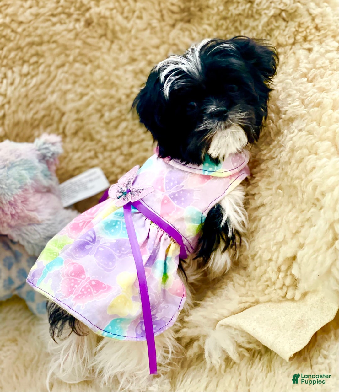 Shih Tzu dogs for sale: Itty Bitty Is A Tiny Teacup - Image 1