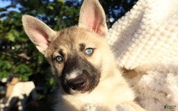 Gerberian Shepsky dogs for sale: Korra - Image 7