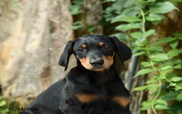 Doberman Pinscher dogs for sale: Precious - Image 2