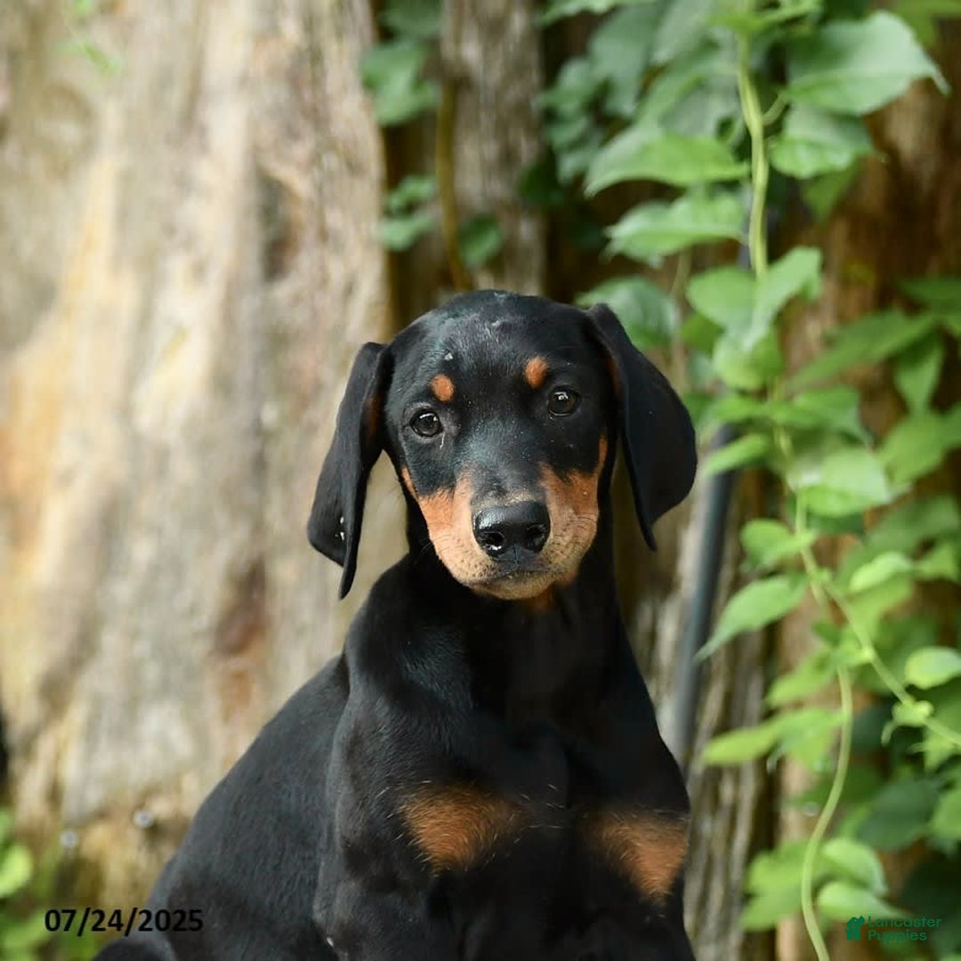 Doberman Pinscher dogs for sale: Precious - Image 2