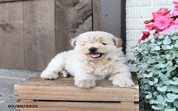 Pomapoo dogs for sale: Ranger - Image 3
