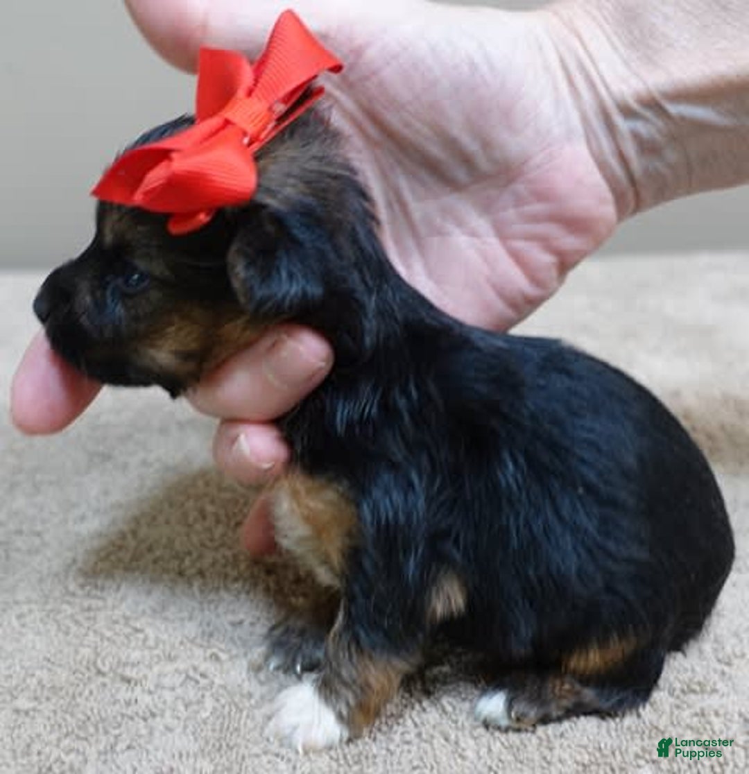 Yorkshire Terrier dogs for sale: Nessie - Image 19