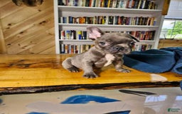 French Bulldog dogs for sale: Sky - Image 7