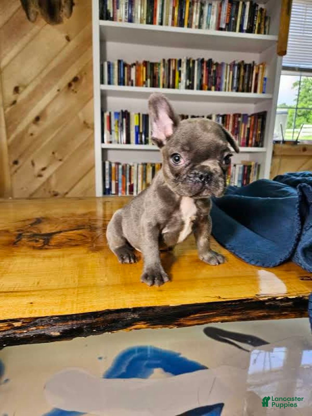 French Bulldog dogs for sale: Sky - Image 7
