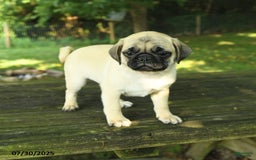 Pug dogs for sale: Jasper - Image 9