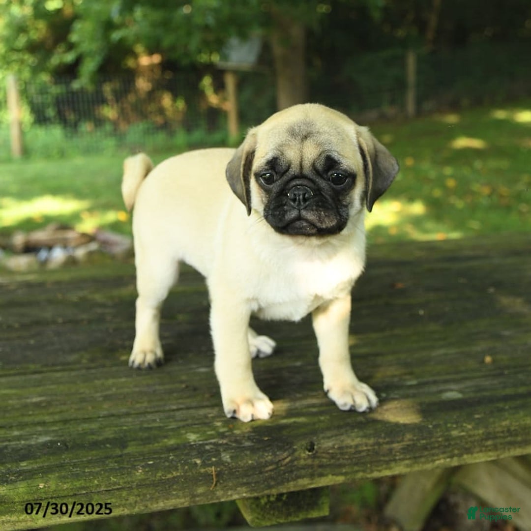 Pug dogs for sale: Jasper - Image 9